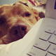Illustration for article titled Find Out Exactly How Dumb (or Smart) Your Dog Really Is